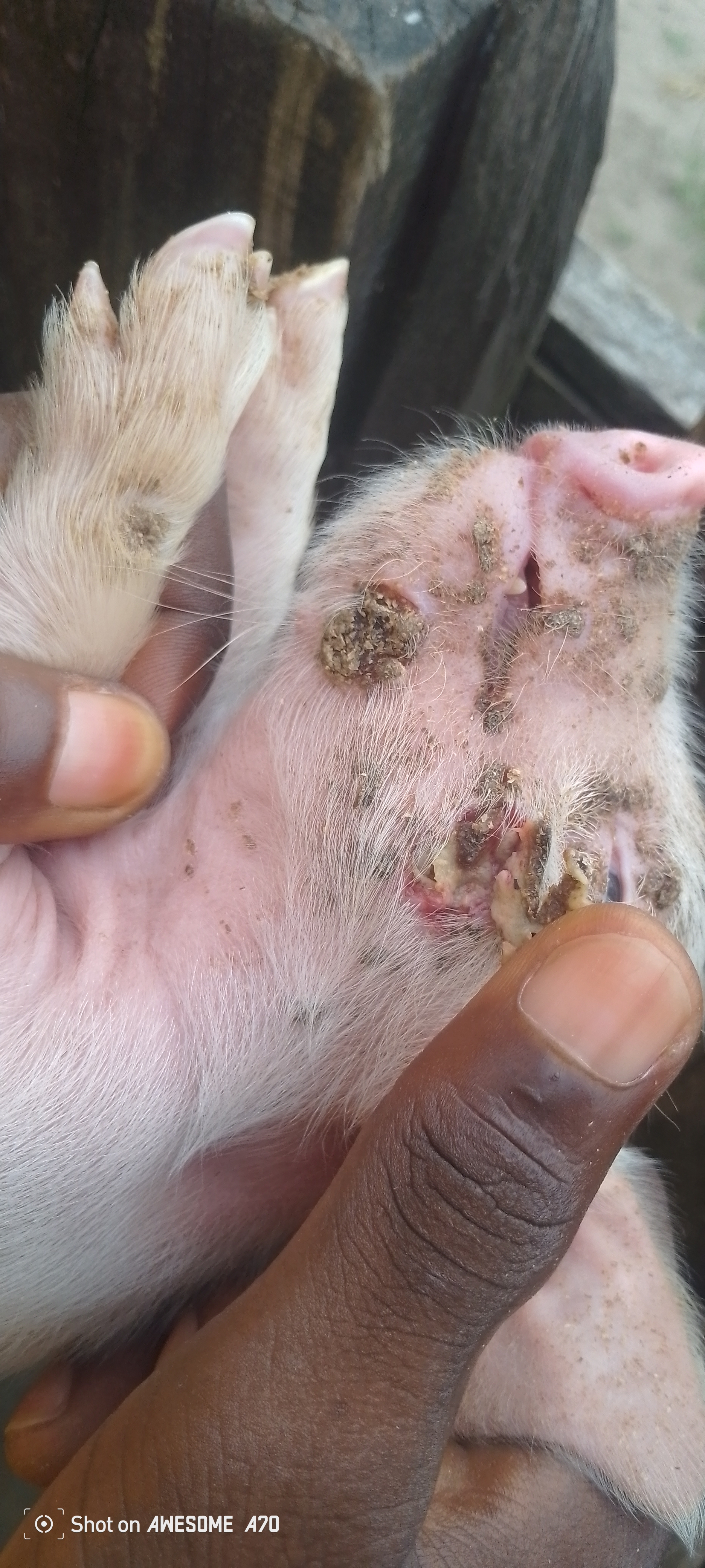 CE QUE TU DOIS SAVOIR SUR LES CAUSES ET MALADIES DES ANIMAUX D’ELEVAGE