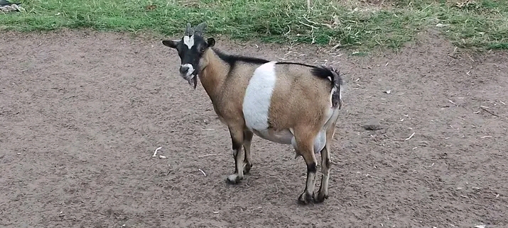 LA ZOOTECHNIE GENERALE DES CAPRINS, MAKAMBO ETALI BA NTABA (chèvres)