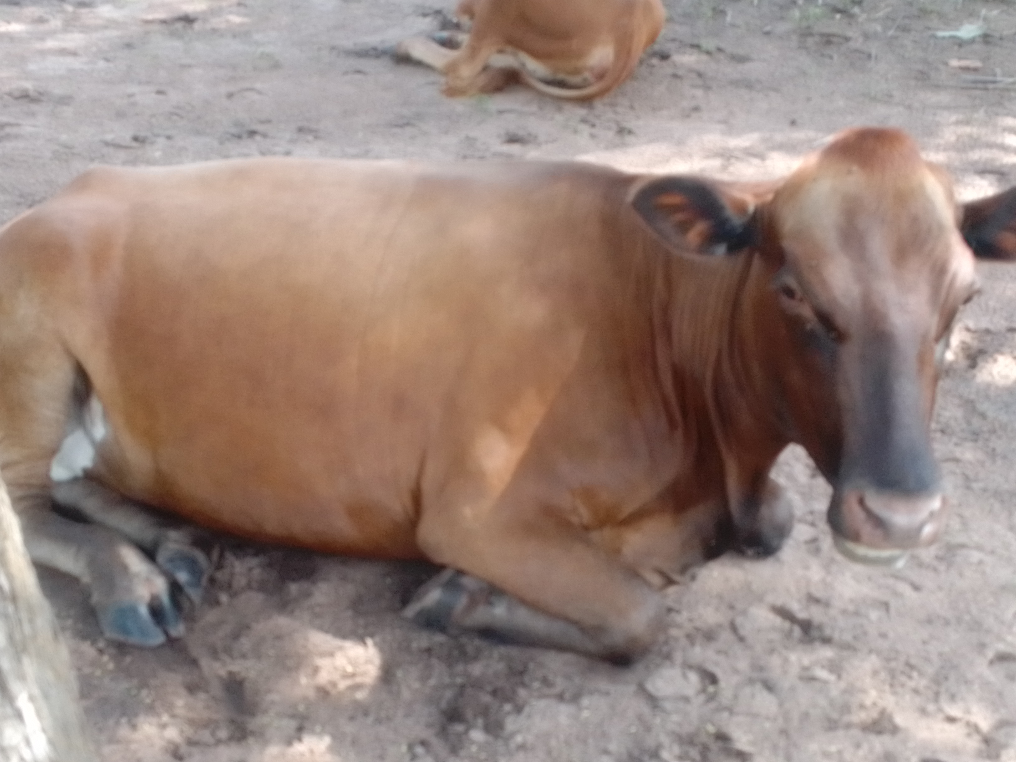 3 MALADIES PARASITAIRES DE LA PEAU CHEZ LES BOVINS