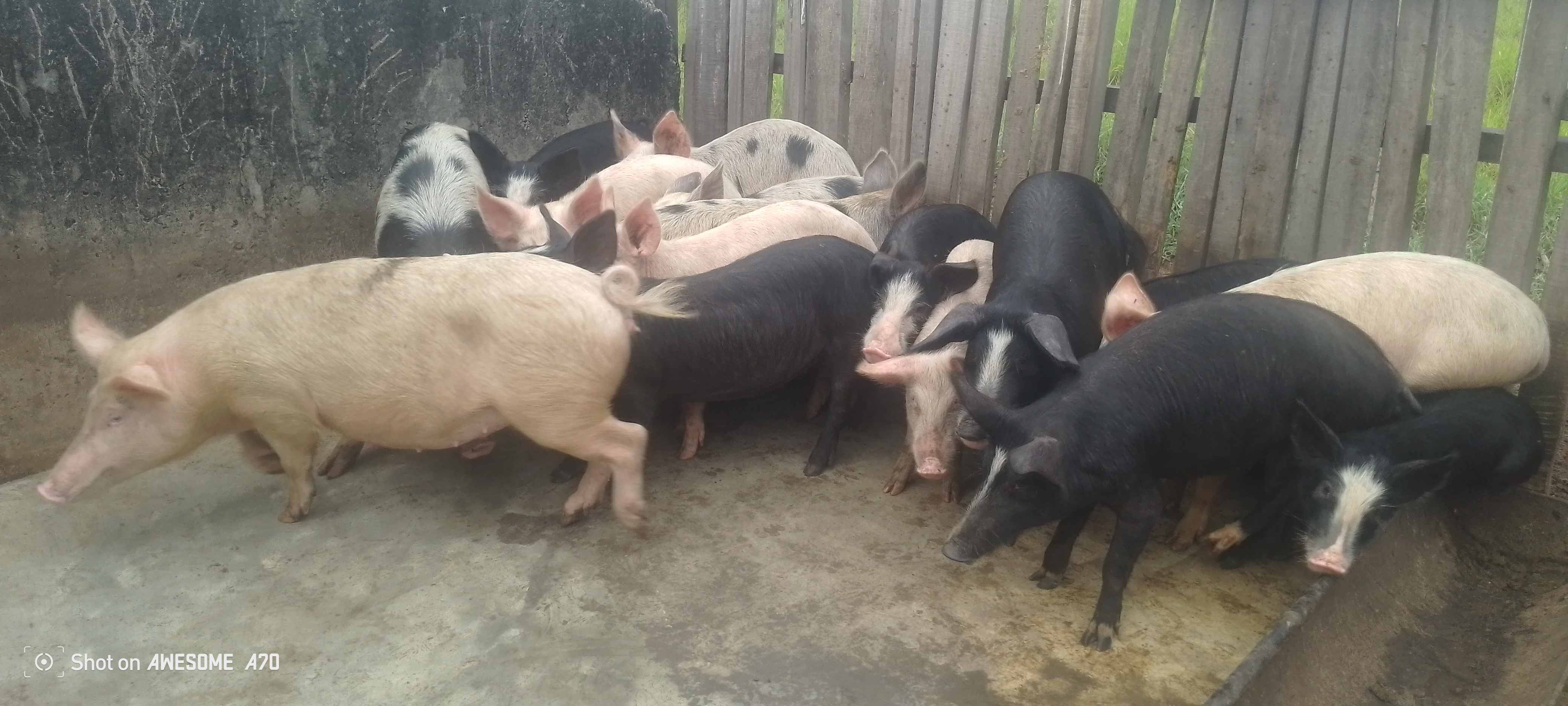 Ma Santé dépend de la Bonne Santé des Animaux, Urgence sanitaire