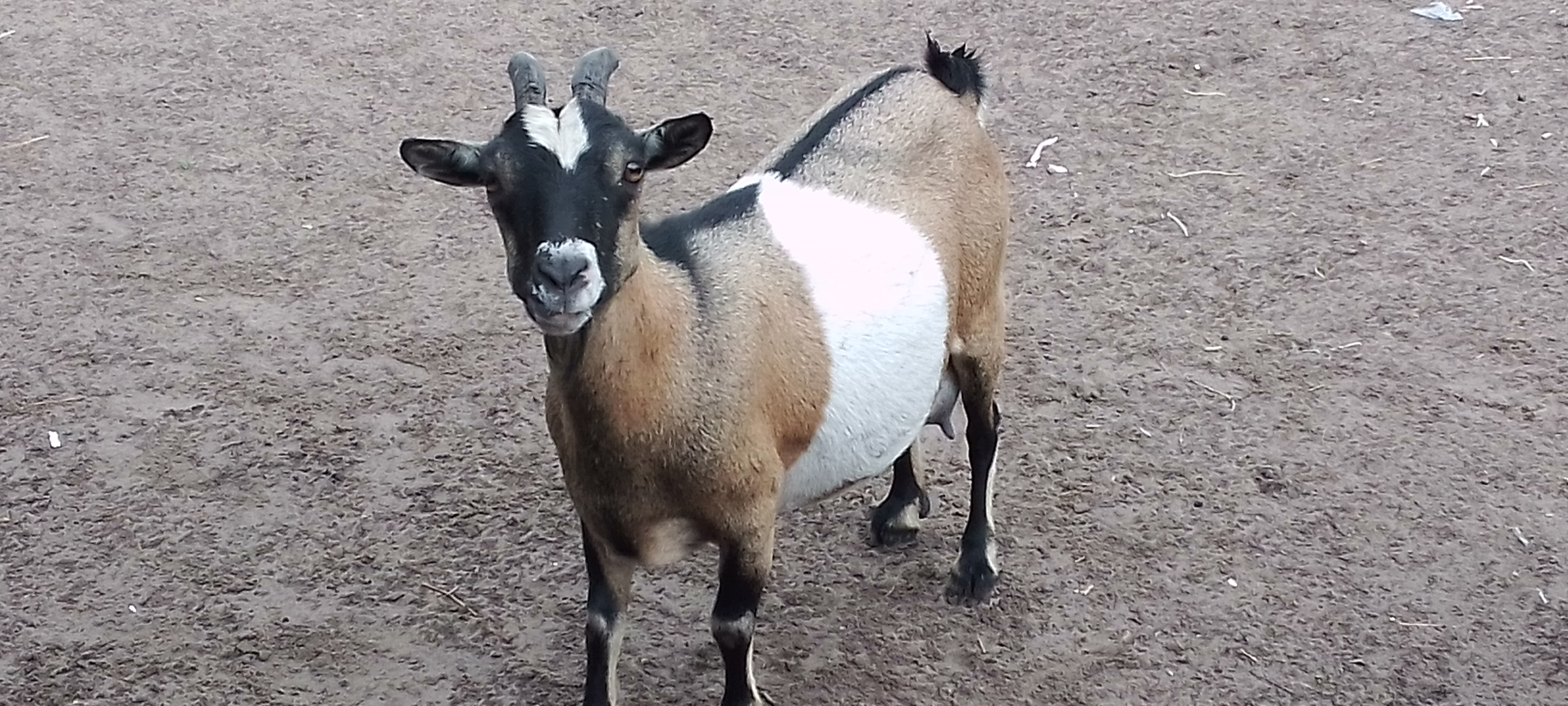 QUELQUES MAMADIES DES PETITS RUMINANTS