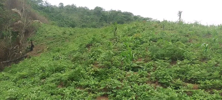 Quels sont les avantages et les désavantages des systèmes agroforestiers