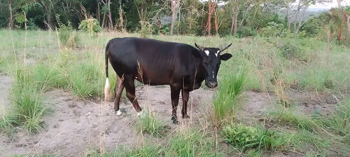 Quels sont les différents systèmes agroforestiers ?