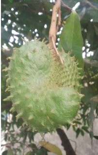 Ce qu’il faut savoir sur Annona muricata, le Corossolier.